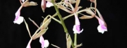 Epidendrum lindleyanum